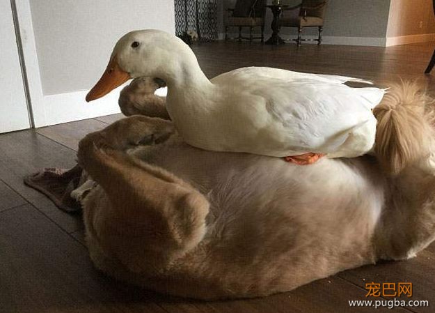 鸭子和狗狗的坚固友情如何建立？一起偷吃！-11.jpeg