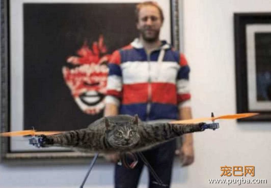 为了满足猫咪的愿望，主人费劲心思让它飞起来，却遭到网友炮轰-2.jpeg