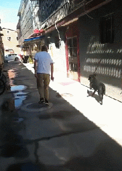 “报告，有人对我的狗狗发射了一枚导弹！”-1.gif