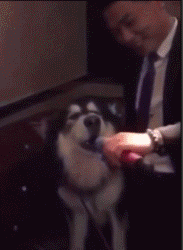 “报告，有人对我的狗狗发射了一枚导弹！”-2.gif