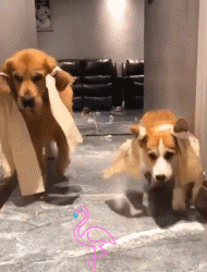“报告，有人对我的狗狗发射了一枚导弹！”-5.gif