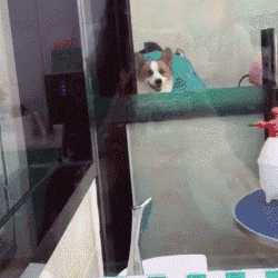 “报告，有人对我的狗狗发射了一枚导弹！”-6.gif