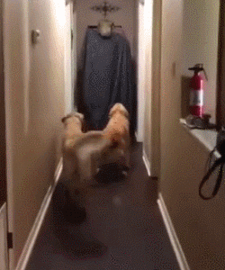 “报告，有人对我的狗狗发射了一枚导弹！”-7.gif
