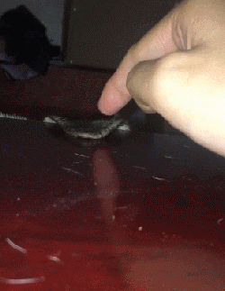 “报告，有人对我的狗狗发射了一枚导弹！”-8.gif