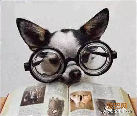 怎么训练狗狗大小便-1.jpeg