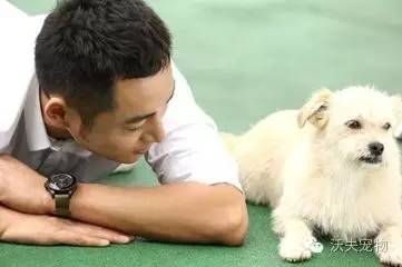 怎么训练狗狗大小便-2.jpeg