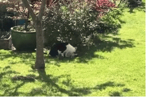 现实中的“花花公子”喵，背着主人和相好的偷会，每天还不重样…-5.gif