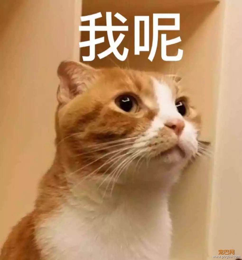 快住手！这5个你经常做的事正危害毛孩子的健康！-3.jpeg