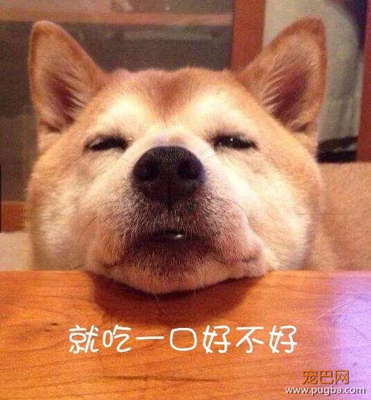 快住手！这5个你经常做的事正危害毛孩子的健康！-5.jpeg