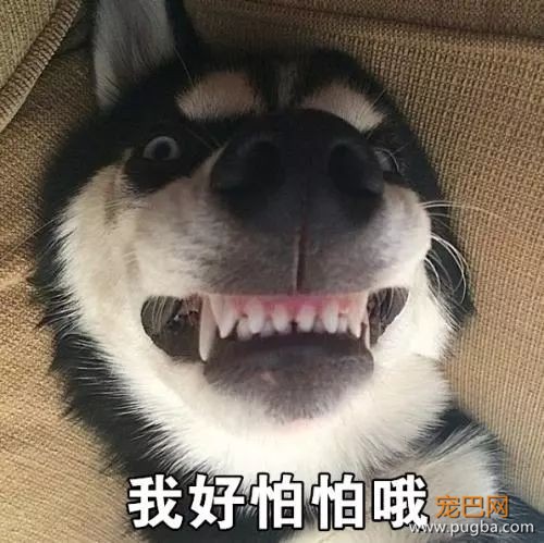 快住手！这5个你经常做的事正危害毛孩子的健康！-2.jpeg