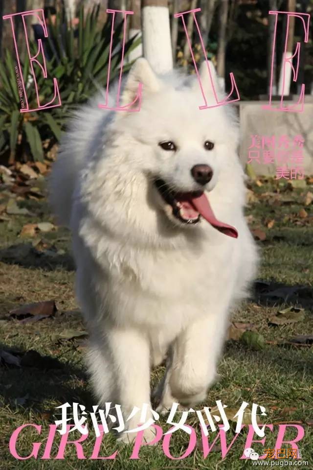狗狗教会人类的8件事，你学会了几件？-7.jpeg