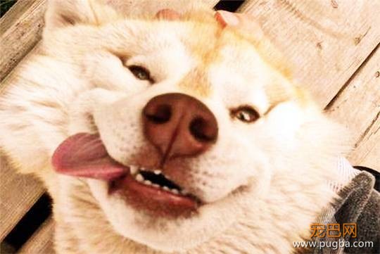 狗狗教会人类的8件事，你学会了几件？-6.jpeg
