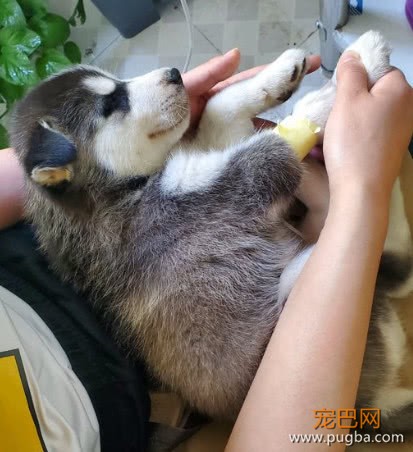 买了只哈士奇回家，养三天就生病了，卖家的态度让网友很憋屈-4.jpeg