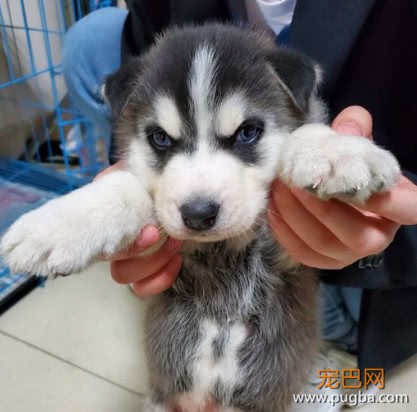 买了只哈士奇回家，养三天就生病了，卖家的态度让网友很憋屈-2.jpeg