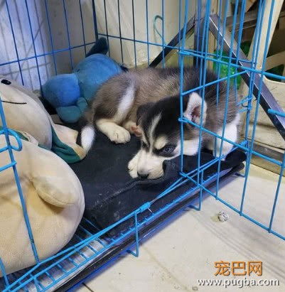 买了只哈士奇回家，养三天就生病了，卖家的态度让网友很憋屈-3.jpeg