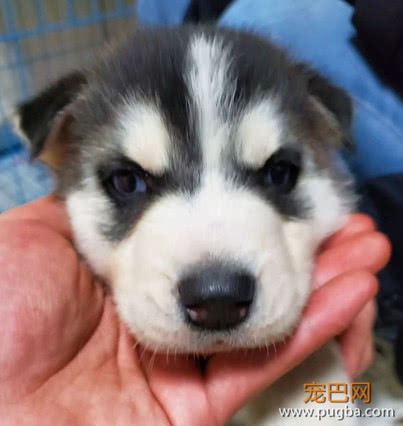 买了只哈士奇回家，养三天就生病了，卖家的态度让网友很憋屈-1.jpeg
