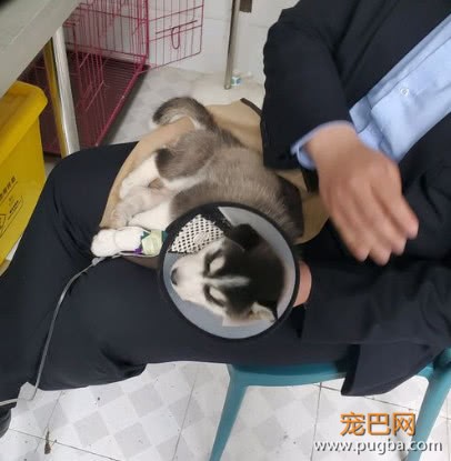 买了只哈士奇回家，养三天就生病了，卖家的态度让网友很憋屈-5.jpeg