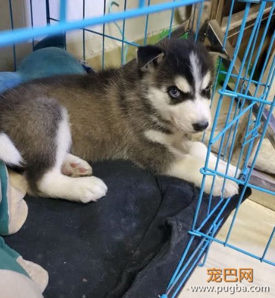 买了只哈士奇回家，养三天就生病了，卖家的态度让网友很憋屈-6.jpeg