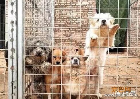 遭遇车祸，容貌尽毁，如今为了四百只流浪狗，婉拒了多人追求！-1.jpeg