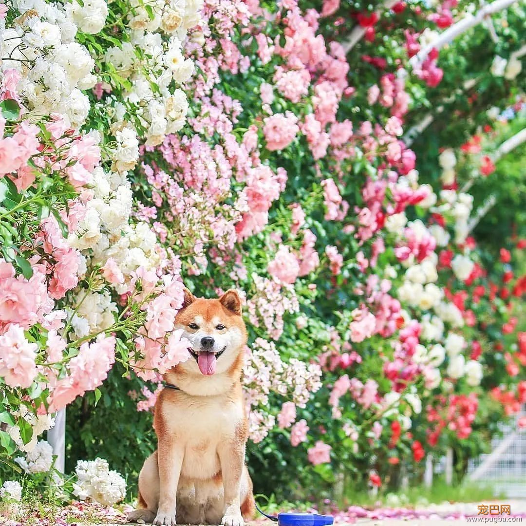花海里的一只柴...这画面美到让人窒息！-1.jpeg