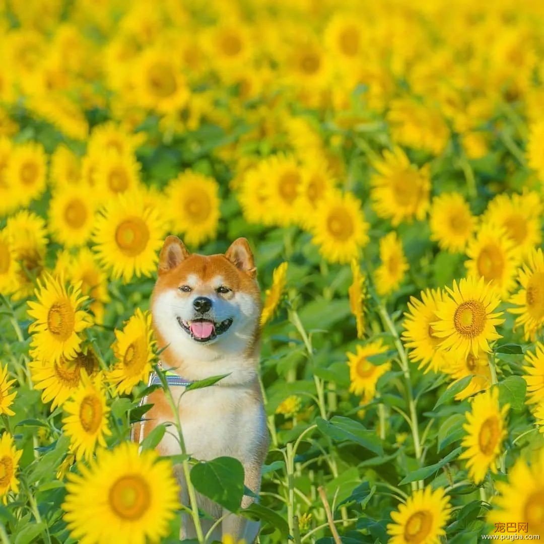 花海里的一只柴...这画面美到让人窒息！-2.jpeg