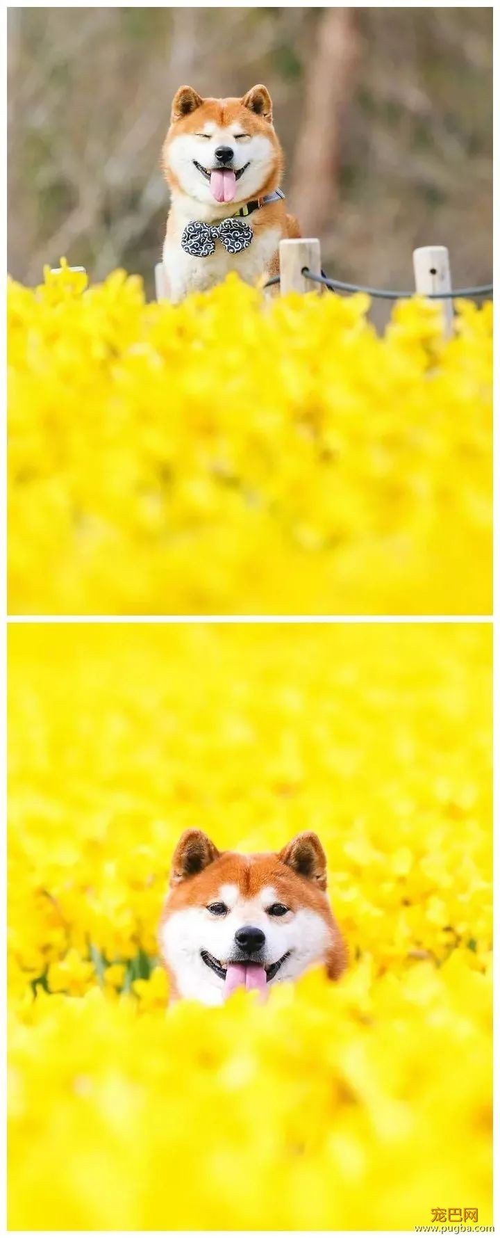 花海里的一只柴...这画面美到让人窒息！-6.jpeg