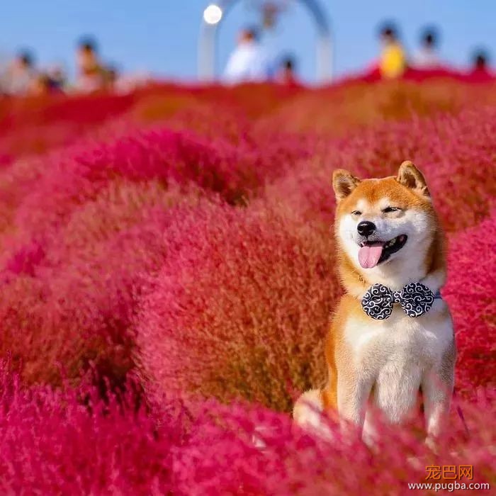 花海里的一只柴...这画面美到让人窒息！-5.jpeg