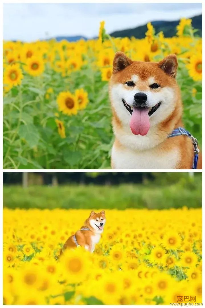花海里的一只柴...这画面美到让人窒息！-3.jpeg