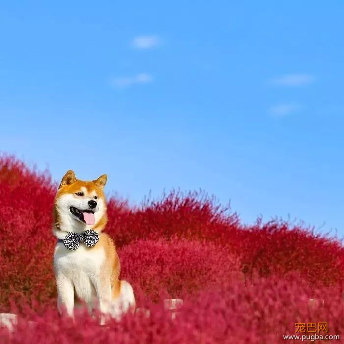 花海里的一只柴...这画面美到让人窒息！-4.jpeg