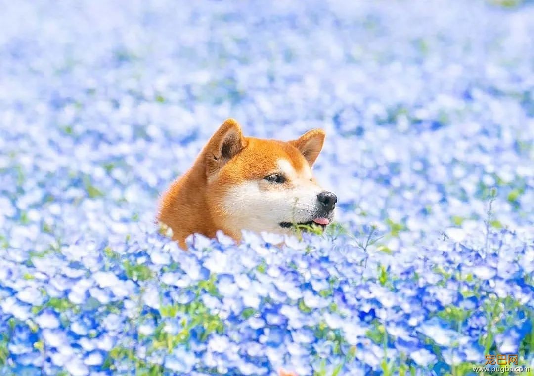 花海里的一只柴...这画面美到让人窒息！-7.jpeg