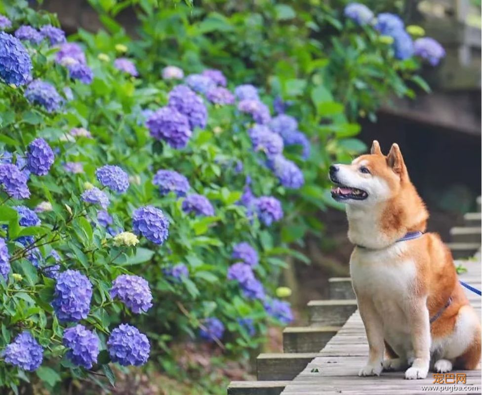 花海里的一只柴...这画面美到让人窒息！-10.jpeg