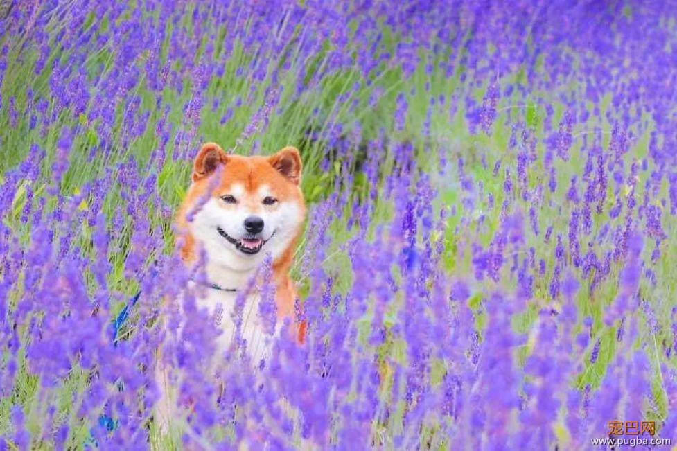 花海里的一只柴...这画面美到让人窒息！-9.jpeg