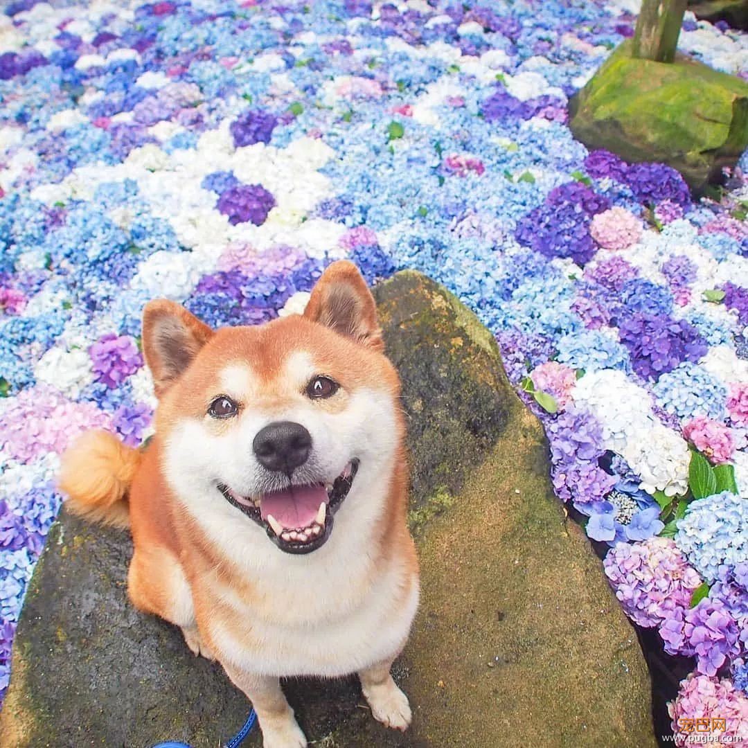 花海里的一只柴...这画面美到让人窒息！-14.jpeg