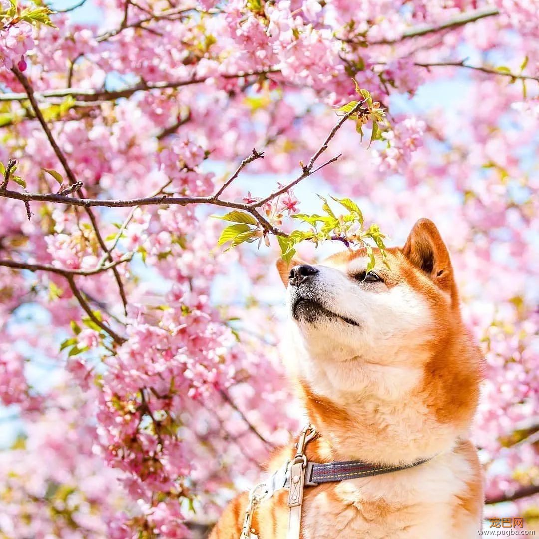 花海里的一只柴...这画面美到让人窒息！-11.jpeg