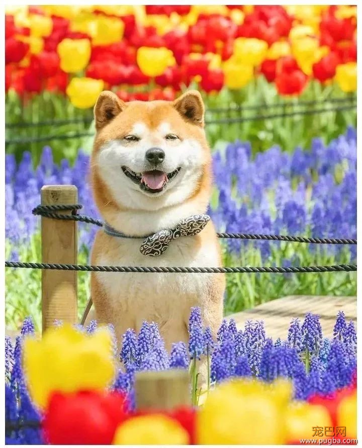 花海里的一只柴...这画面美到让人窒息！-13.jpeg