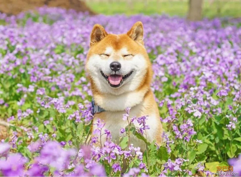花海里的一只柴...这画面美到让人窒息！-12.jpeg