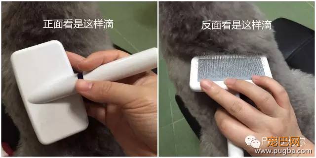 为什么我天天梳毛，美容师还是说我的狗狗毛打结？！-2.jpeg