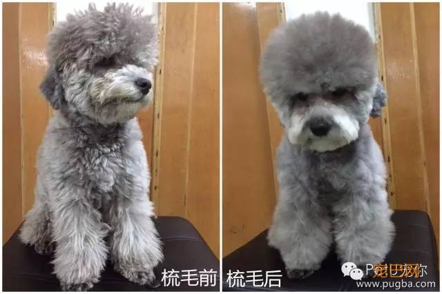 为什么我天天梳毛，美容师还是说我的狗狗毛打结？！-6.jpeg