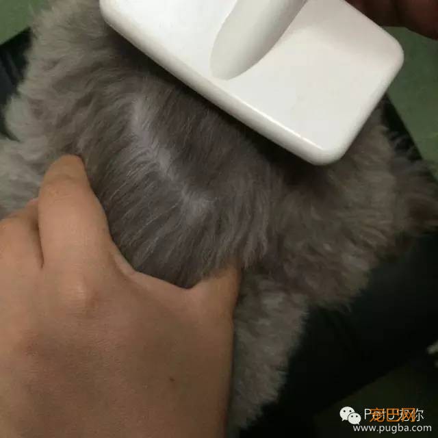 为什么我天天梳毛，美容师还是说我的狗狗毛打结？！-3.jpeg