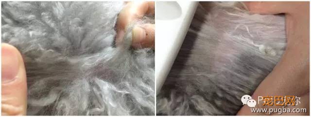 为什么我天天梳毛，美容师还是说我的狗狗毛打结？！-5.jpeg