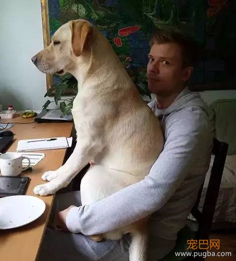 养一只超粘人的狗狗是种怎样的体验？-2.jpeg