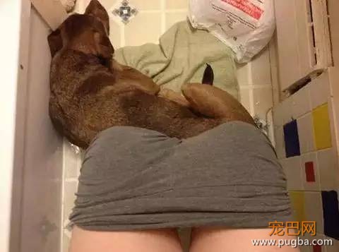 养一只超粘人的狗狗是种怎样的体验？-3.jpeg