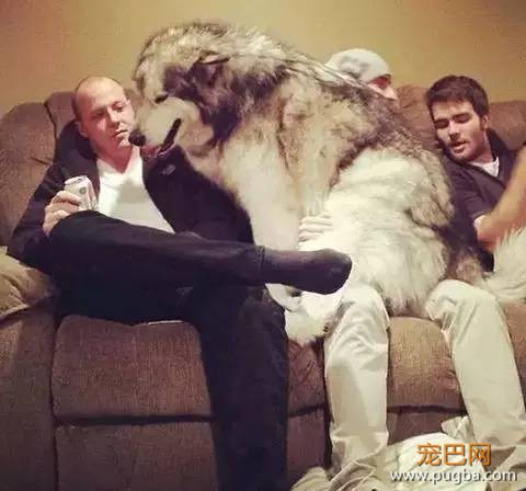 养一只超粘人的狗狗是种怎样的体验？-6.jpeg