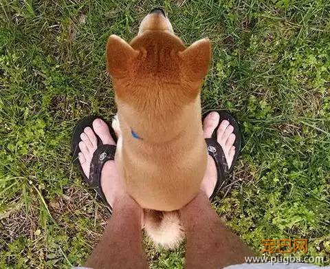 养一只超粘人的狗狗是种怎样的体验？-13.jpeg