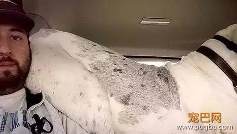 养一只超粘人的狗狗是种怎样的体验？-11.jpeg