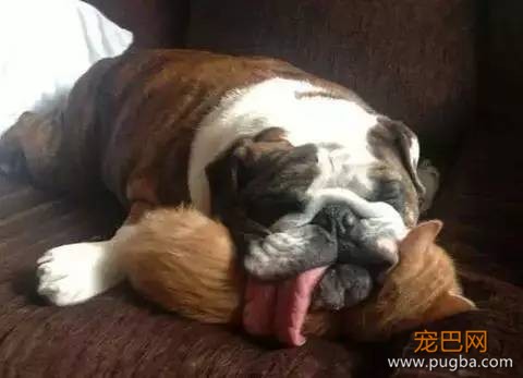 养一只超粘人的狗狗是种怎样的体验？-14.jpeg