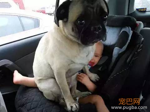 养一只超粘人的狗狗是种怎样的体验？-10.jpeg