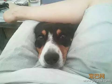 养一只超粘人的狗狗是种怎样的体验？-15.jpeg