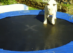 遛狗时请离这个地方远点，否则...-8.gif