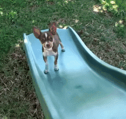 遛狗时请离这个地方远点，否则...-6.gif